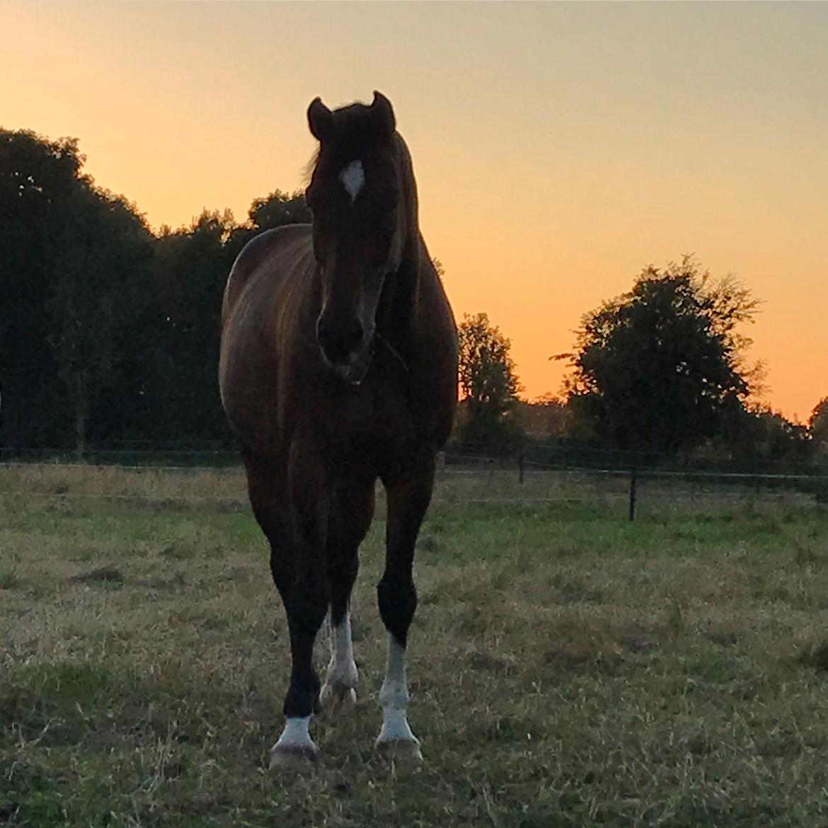 Dansk Varmblod Holmgårds le´mil billede 6