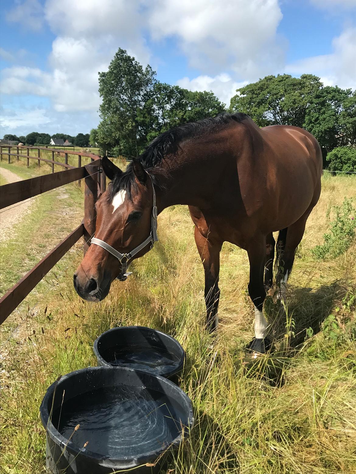 Dansk Varmblod Holmgårds le´mil billede 14
