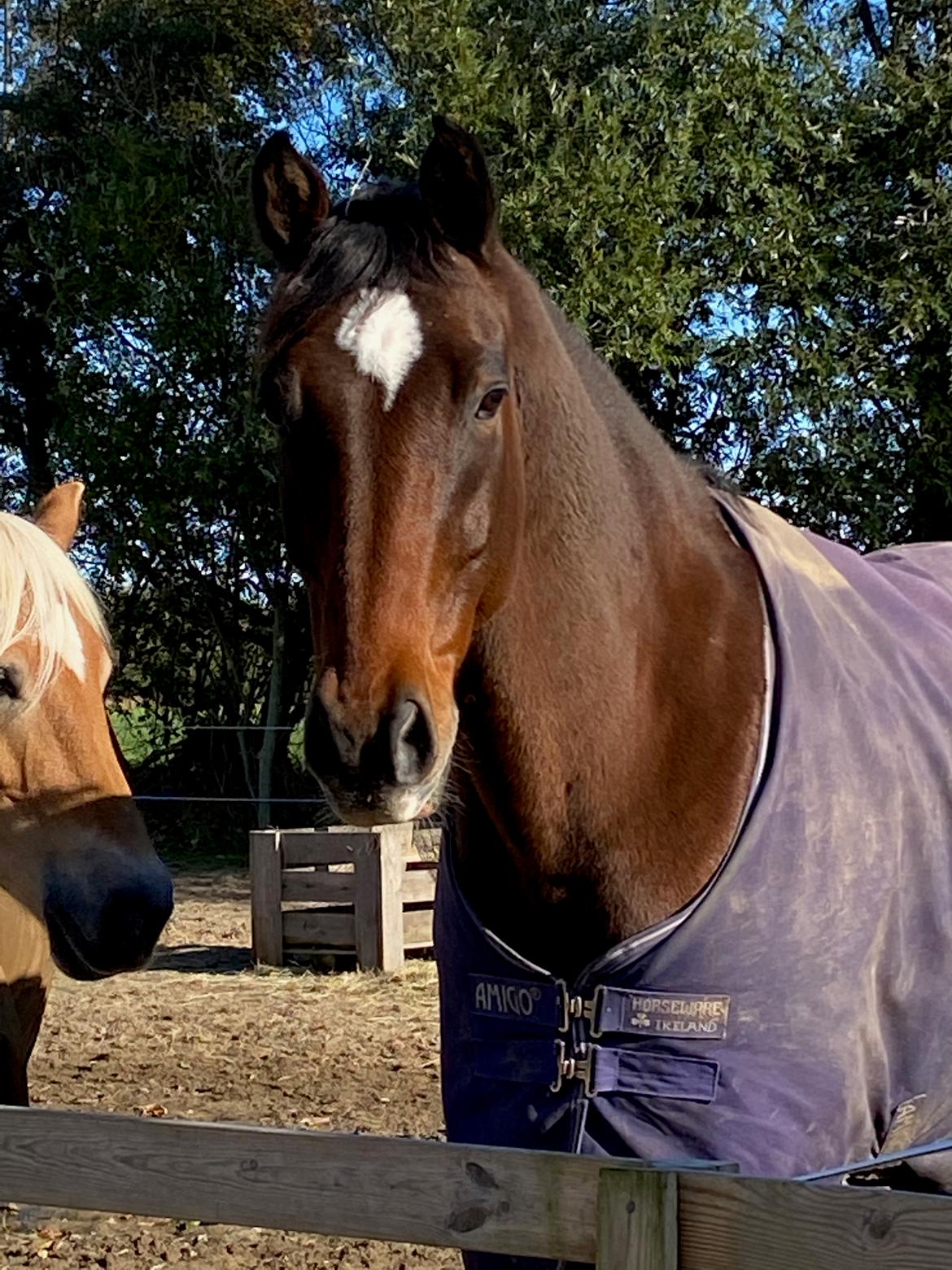 Dansk Varmblod Holmgårds le´mil billede 1