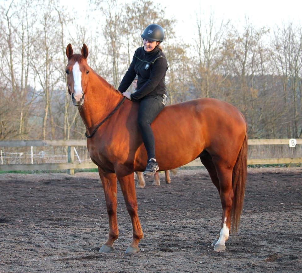 Dansk Varmblod Wiesla billede 3