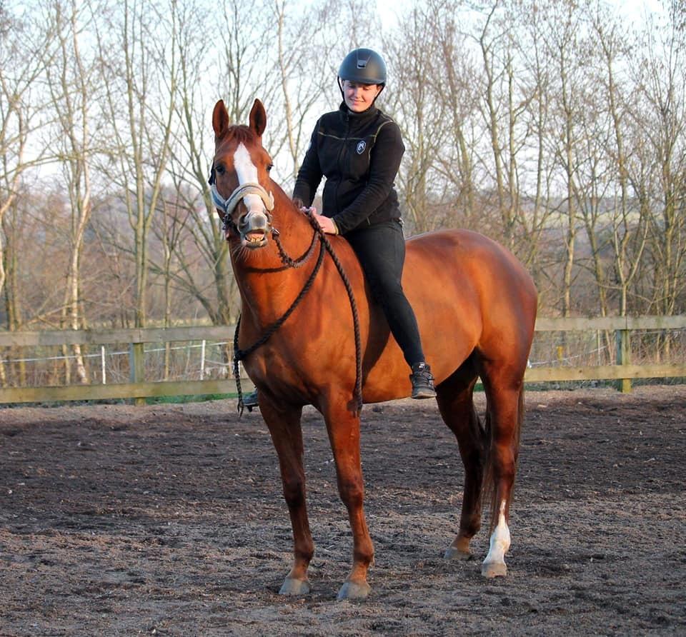 Dansk Varmblod Wiesla billede 5