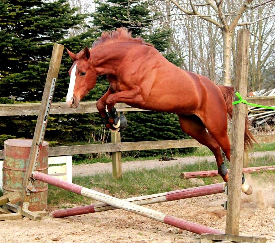 Dansk Varmblod Wiesla billede 7
