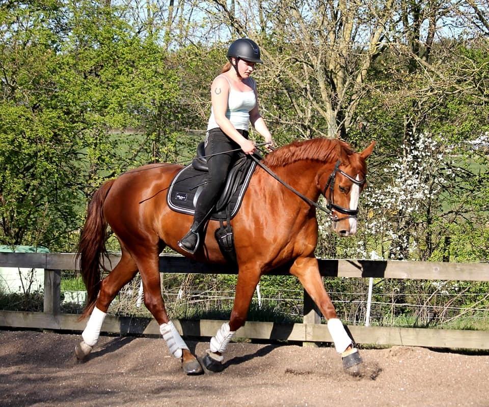 Dansk Varmblod Wiesla billede 8