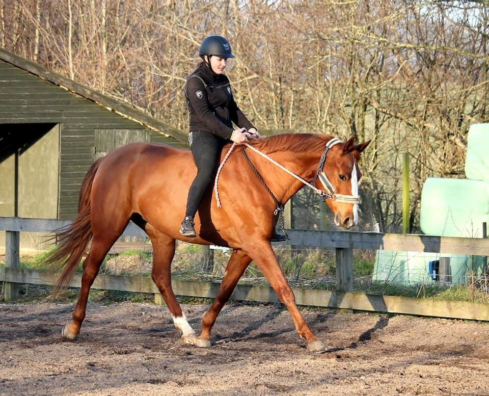 Dansk Varmblod Wiesla billede 4