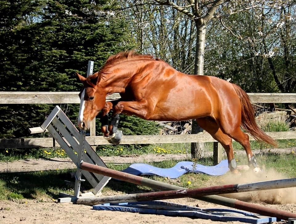 Dansk Varmblod Wiesla billede 9