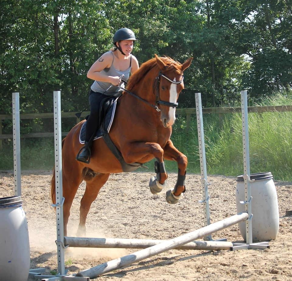 Dansk Varmblod Wiesla billede 11