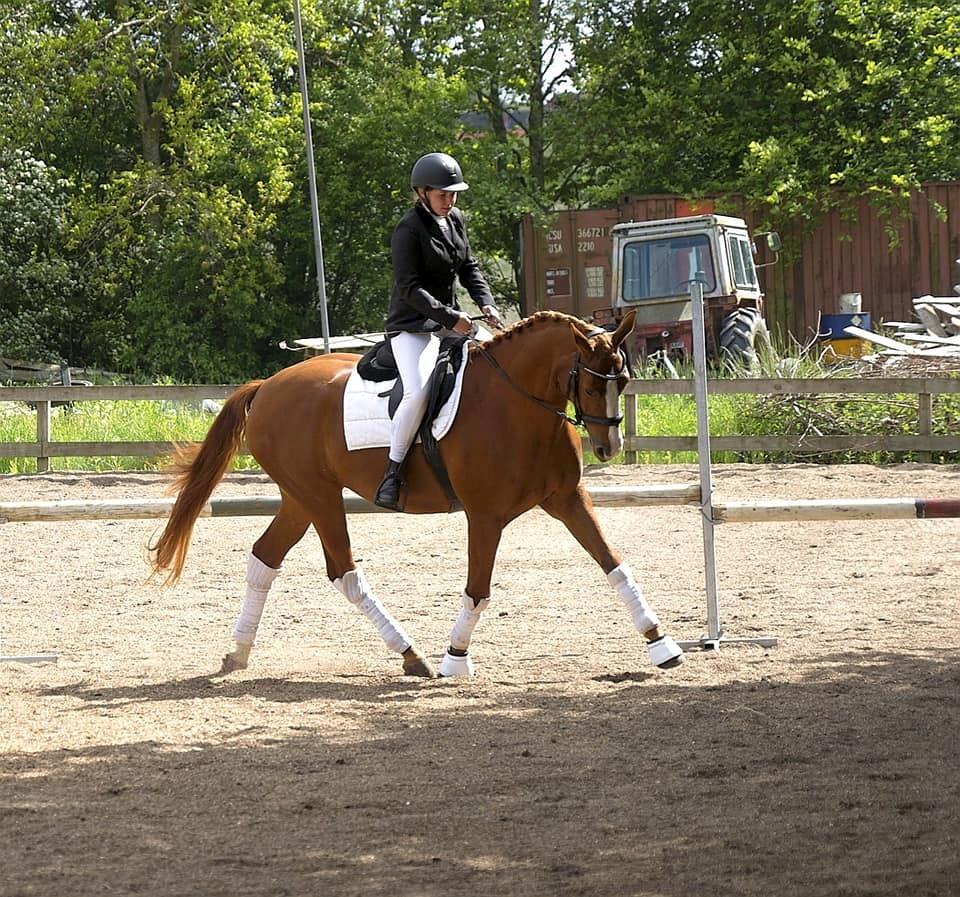 Dansk Varmblod Wiesla billede 10