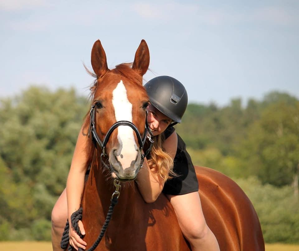 Dansk Varmblod Wiesla billede 18