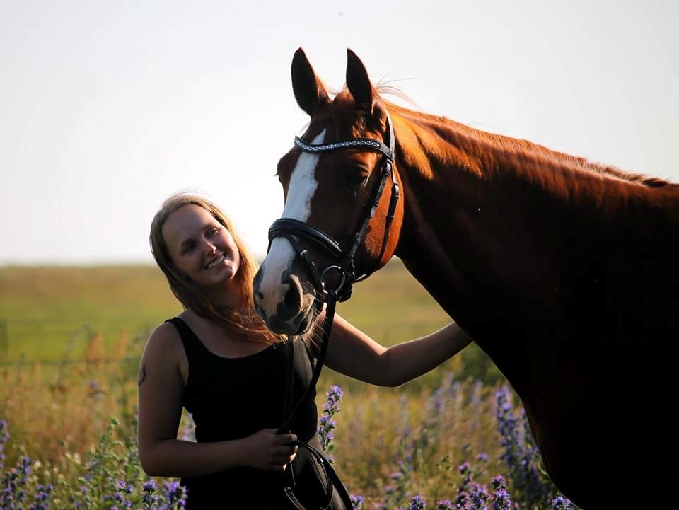 Dansk Varmblod Wiesla billede 14