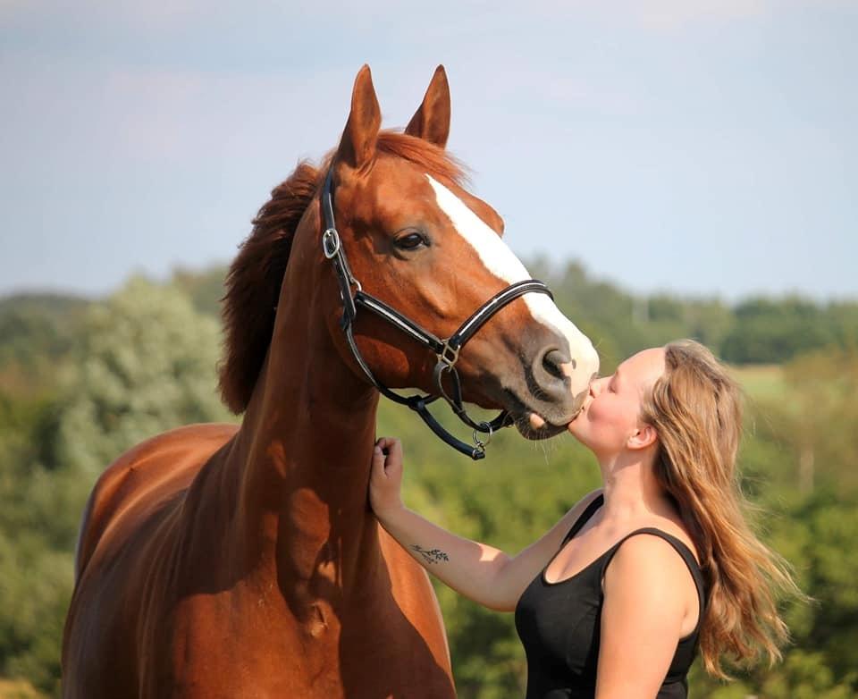 Dansk Varmblod Wiesla billede 15
