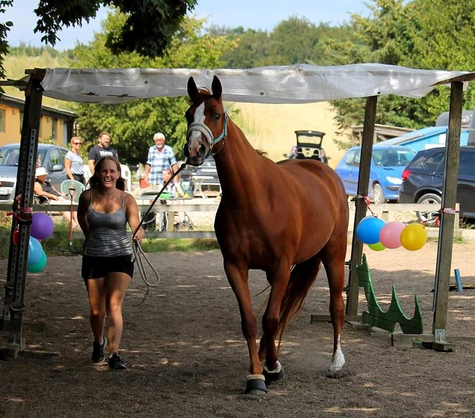 Dansk Varmblod Wiesla billede 19