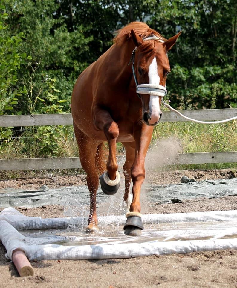 Dansk Varmblod Wiesla billede 13