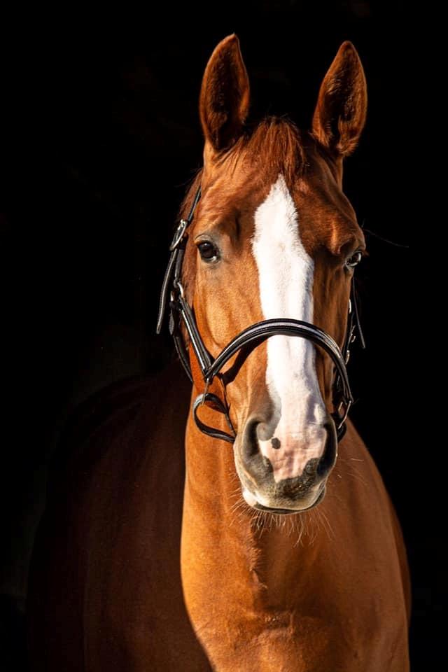 Dansk Varmblod Wiesla billede 1