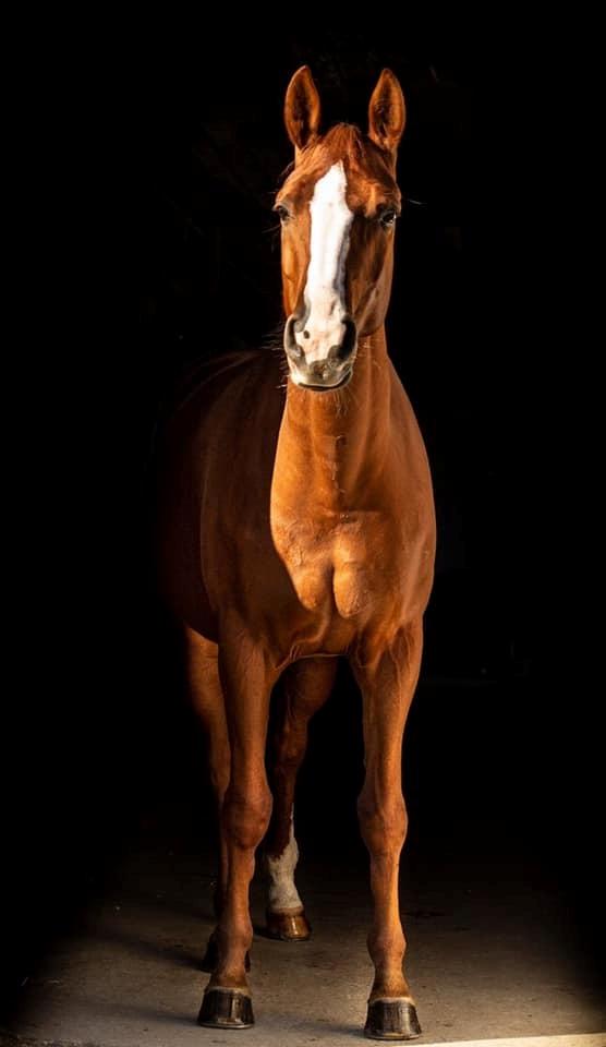 Dansk Varmblod Wiesla billede 16