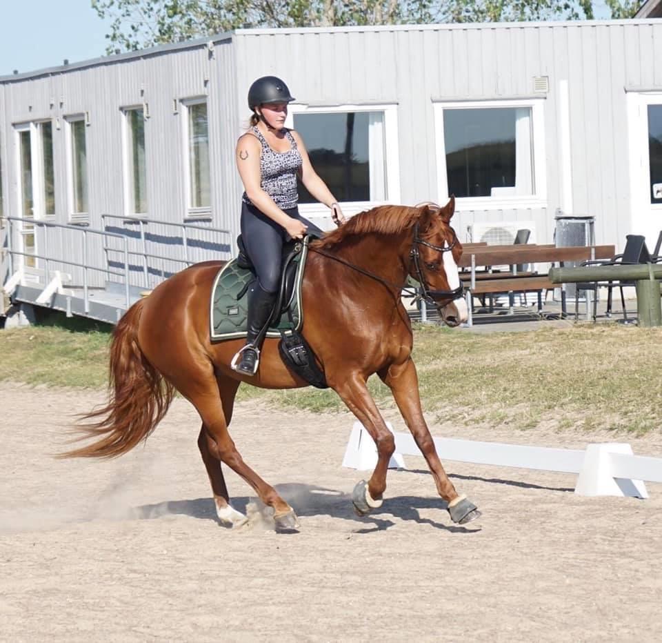 Dansk Varmblod Wiesla billede 20