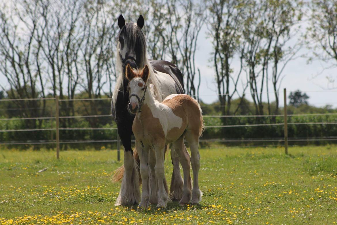 Irish Cob Daisy (solgt) billede 1