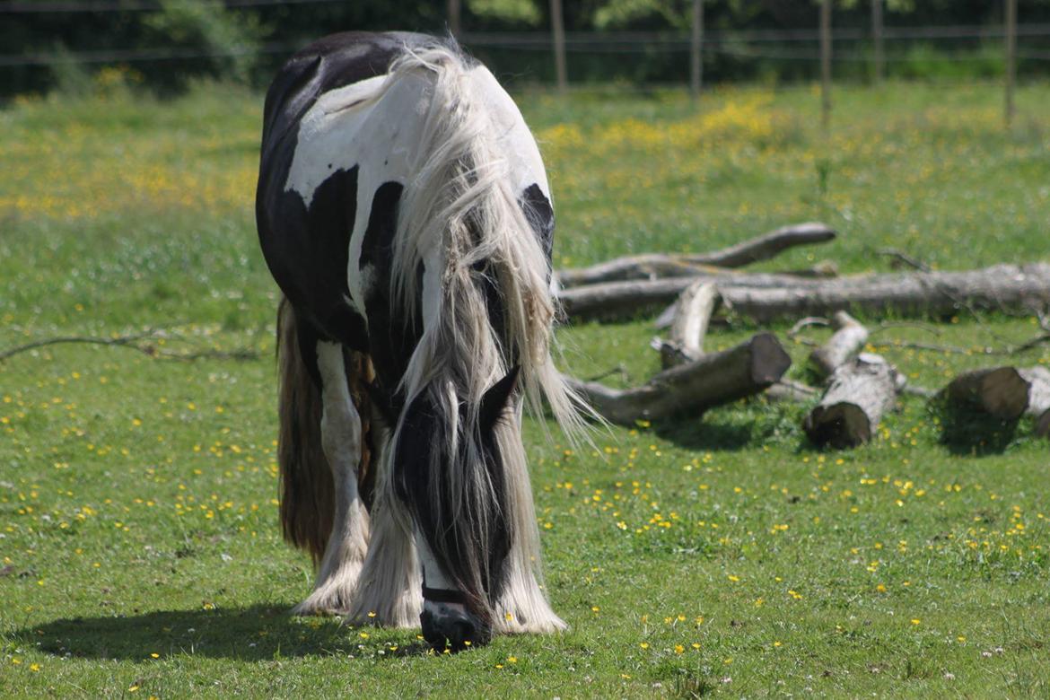 Irish Cob Daisy (solgt) billede 6