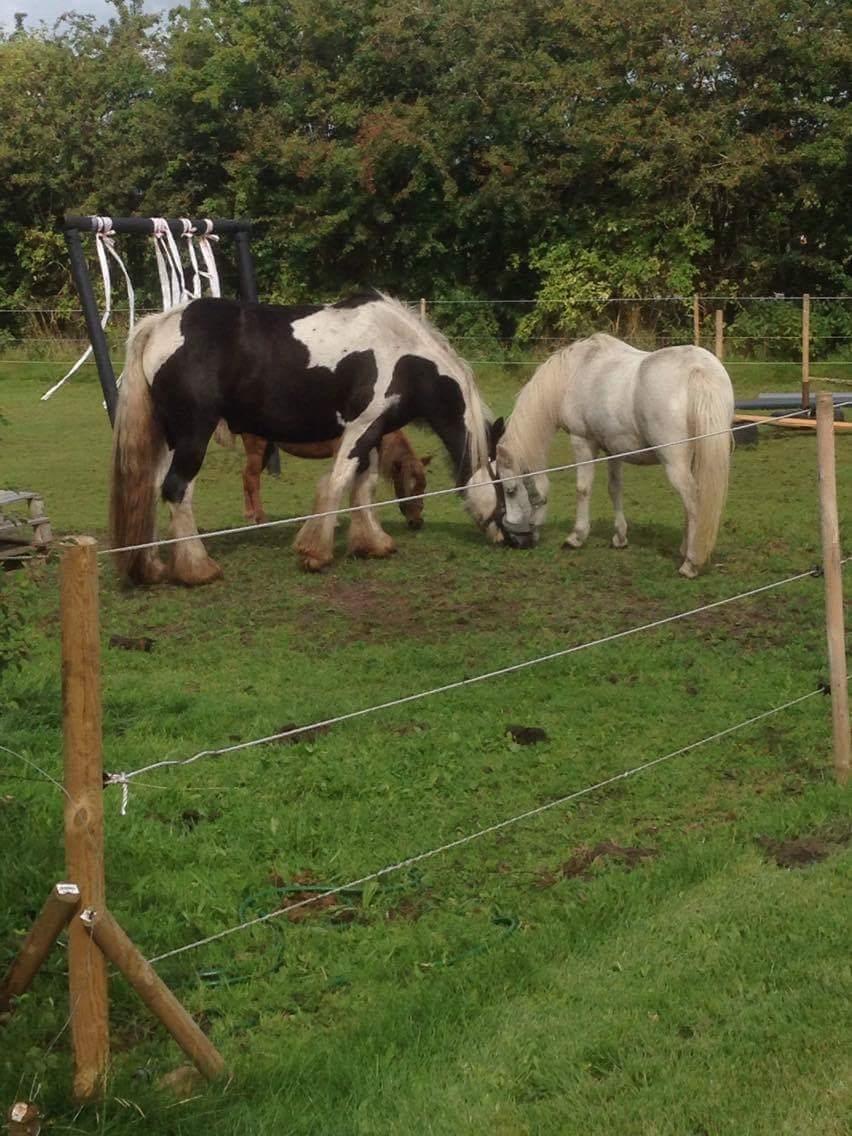 Irish Cob Daisy (solgt) billede 19