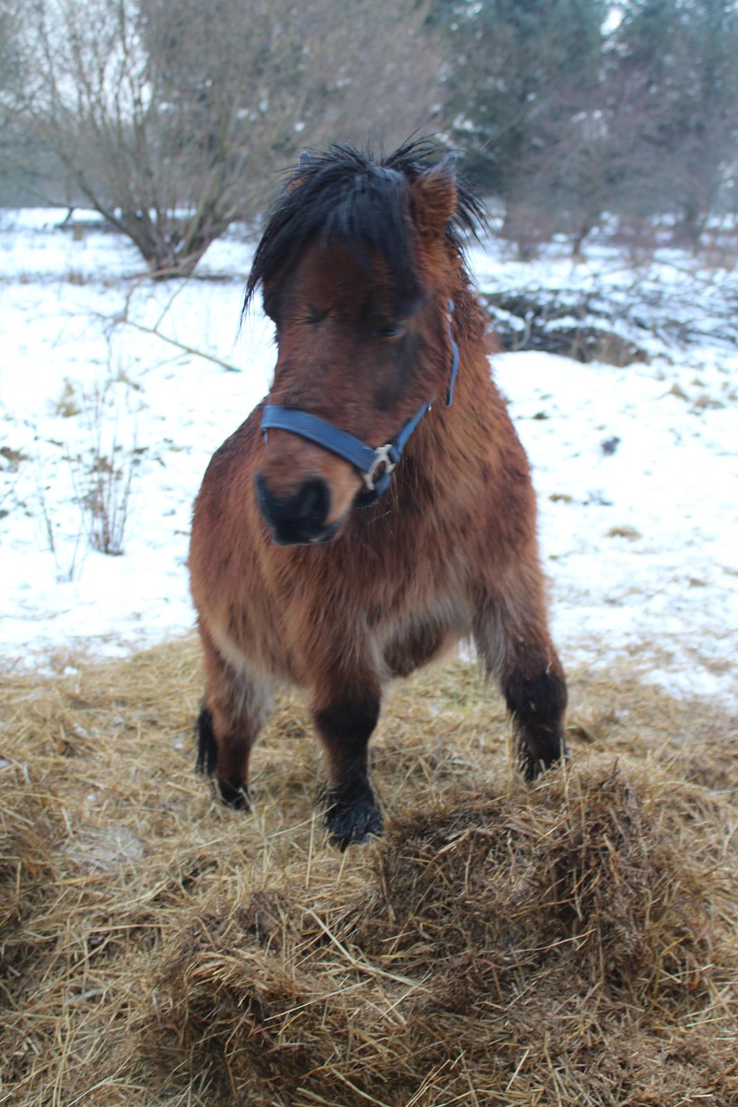 Shetlænder Thor - 19-01-2021: Klatregeden Thor billede 5