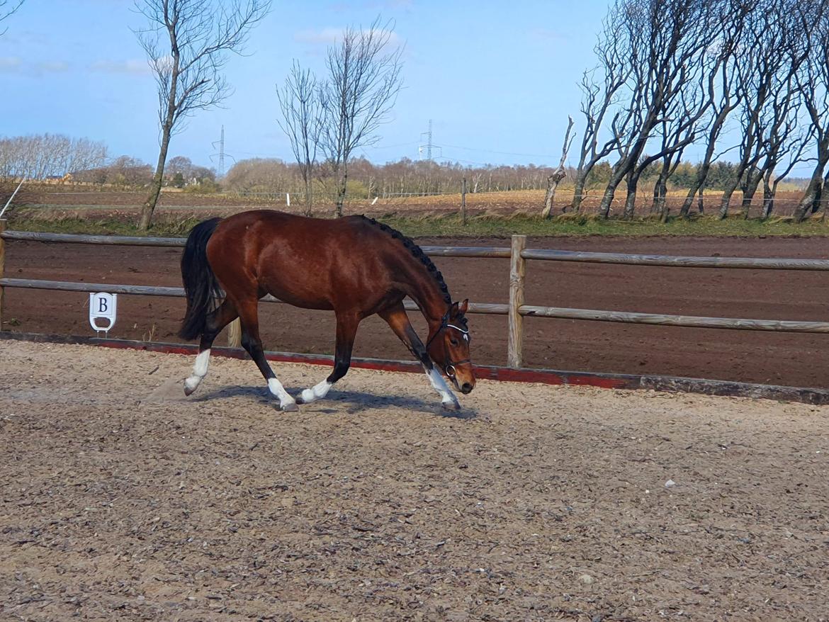 Welsh Partbred (Sec F) Struntze´s Glowing Power RSDH 878 billede 5