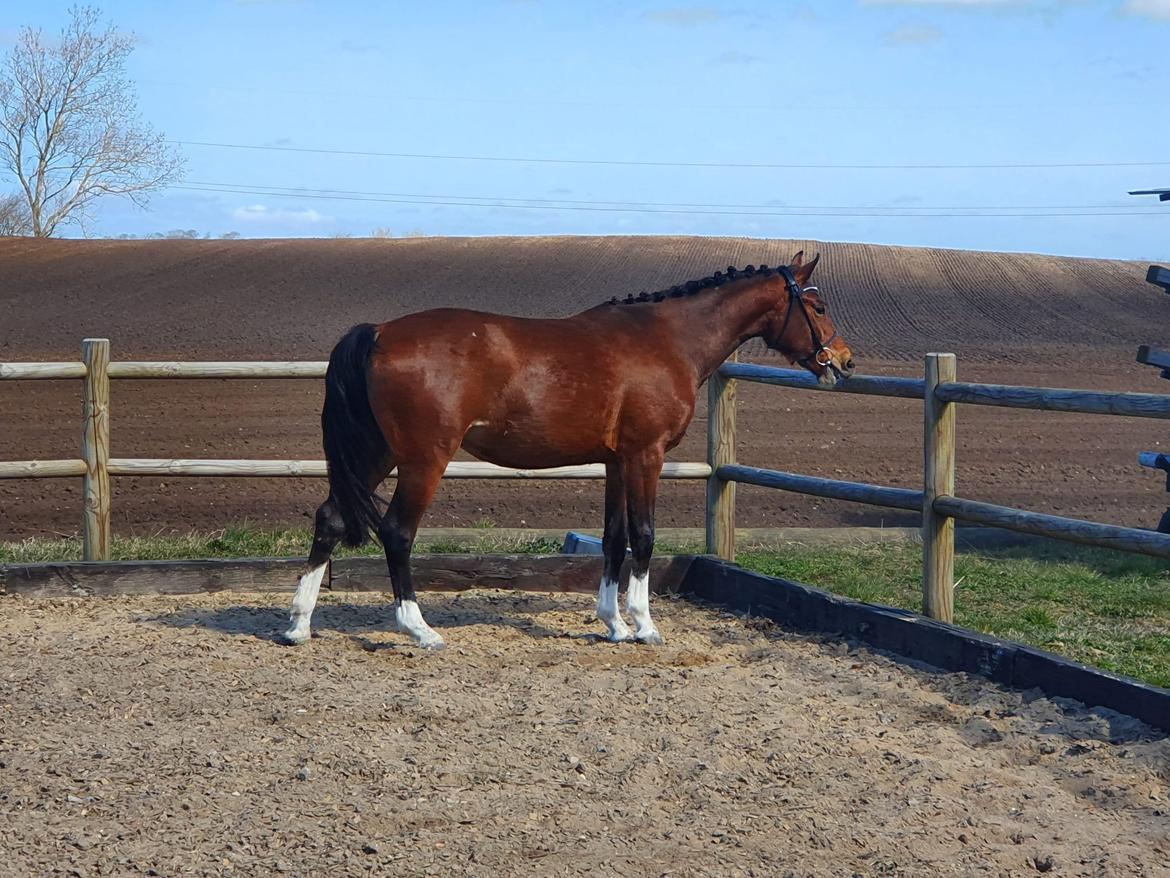 Welsh Partbred (Sec F) Struntze´s Glowing Power RSDH 878 billede 4
