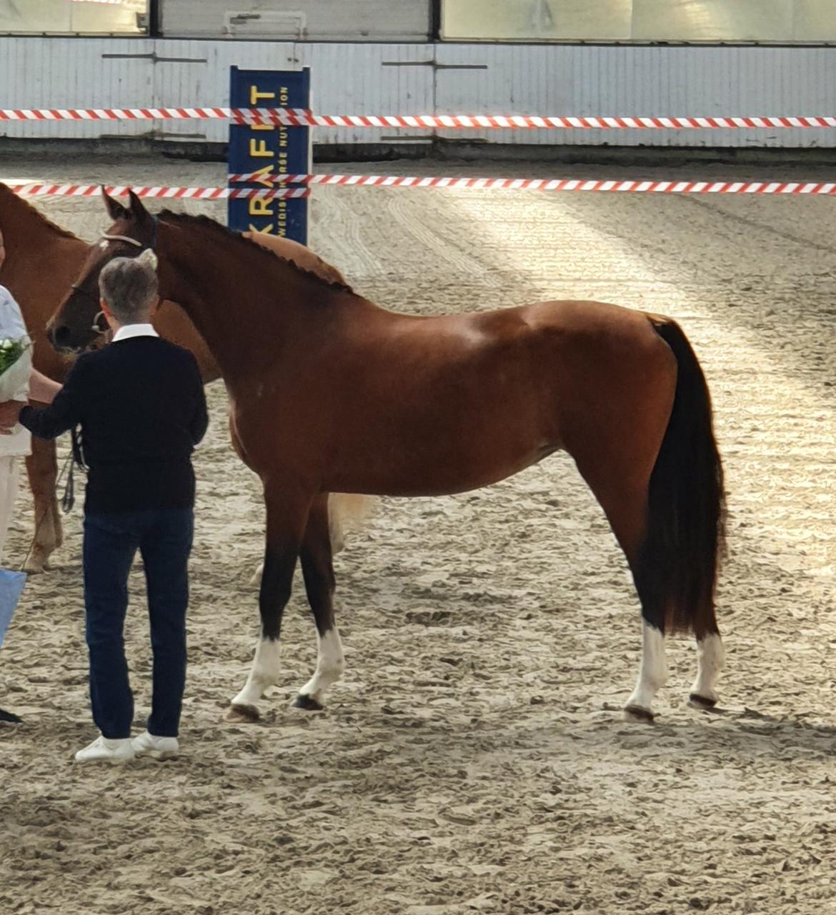 Welsh Partbred (Sec F) Struntze´s Glowing Power RSDH 878 billede 3