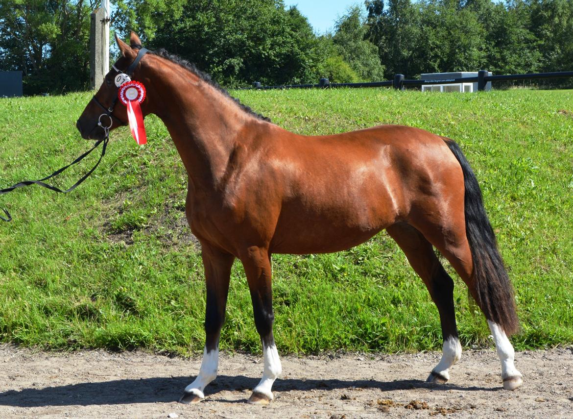Welsh Partbred (Sec F) Struntze´s Glowing Power RSDH 878 billede 2