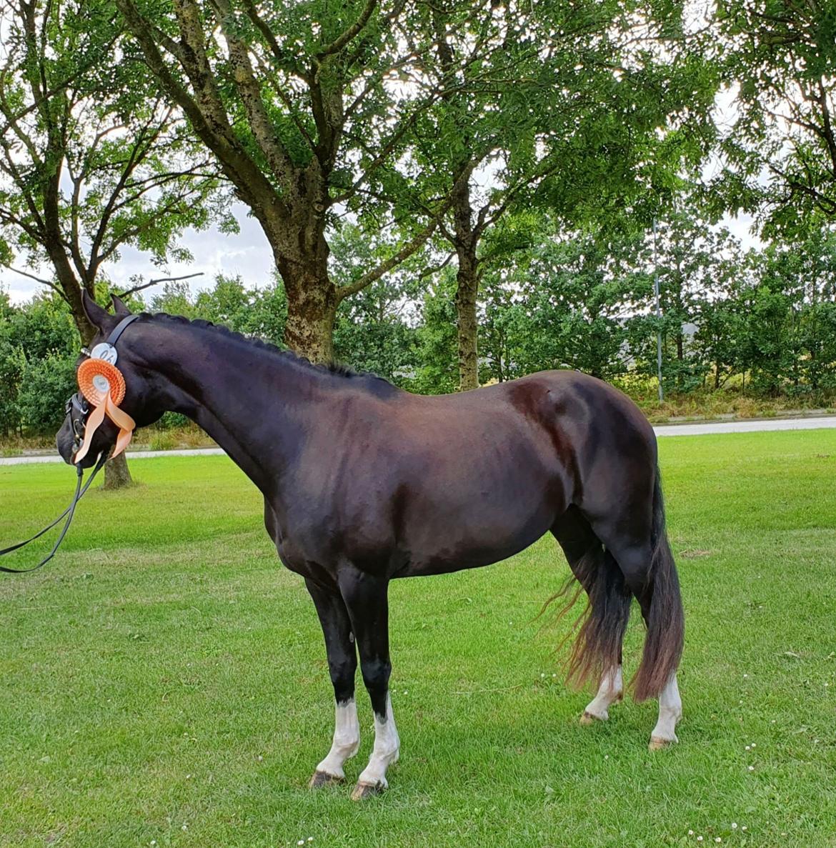 Welsh Partbred (Sec F) Struntze´s Good Point BRSDH 836 billede 2