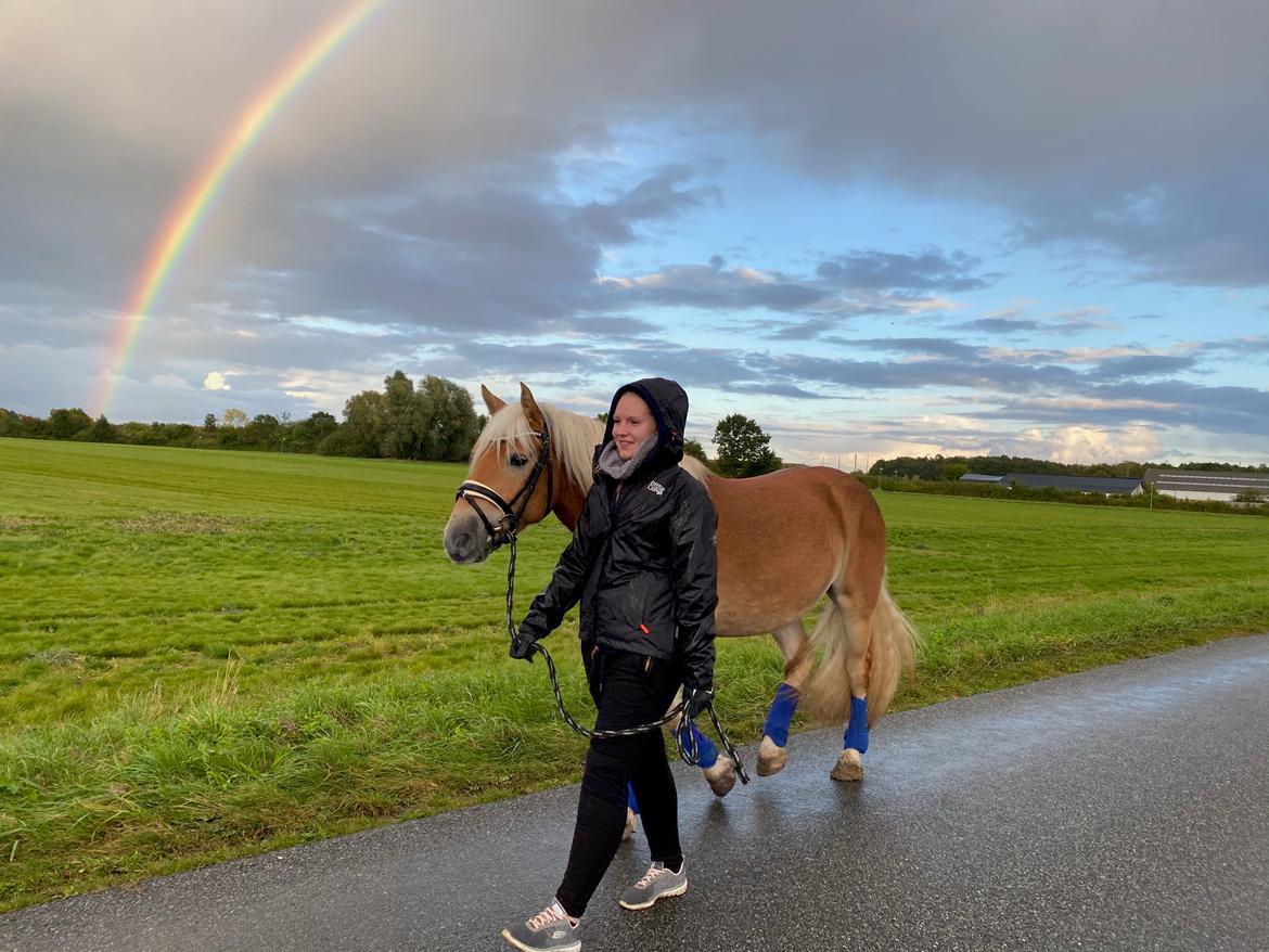 Haflinger Amazing star af lykkegaard billede 2