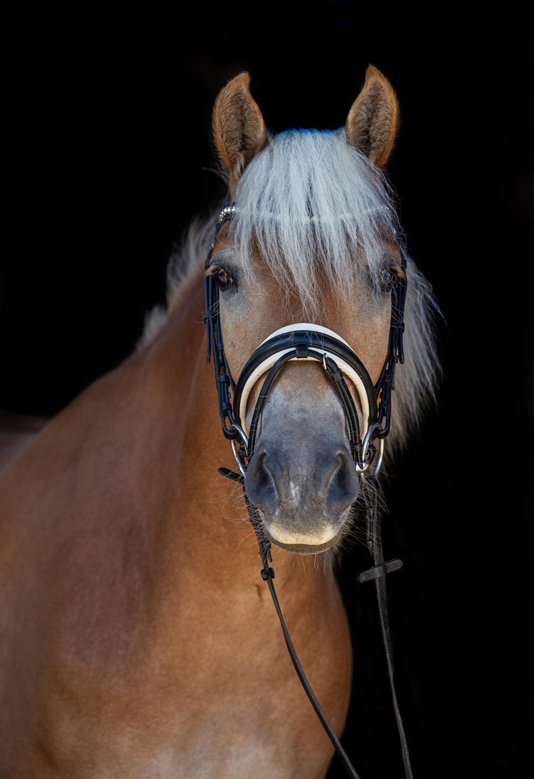 Haflinger Amazing star af lykkegaard billede 1