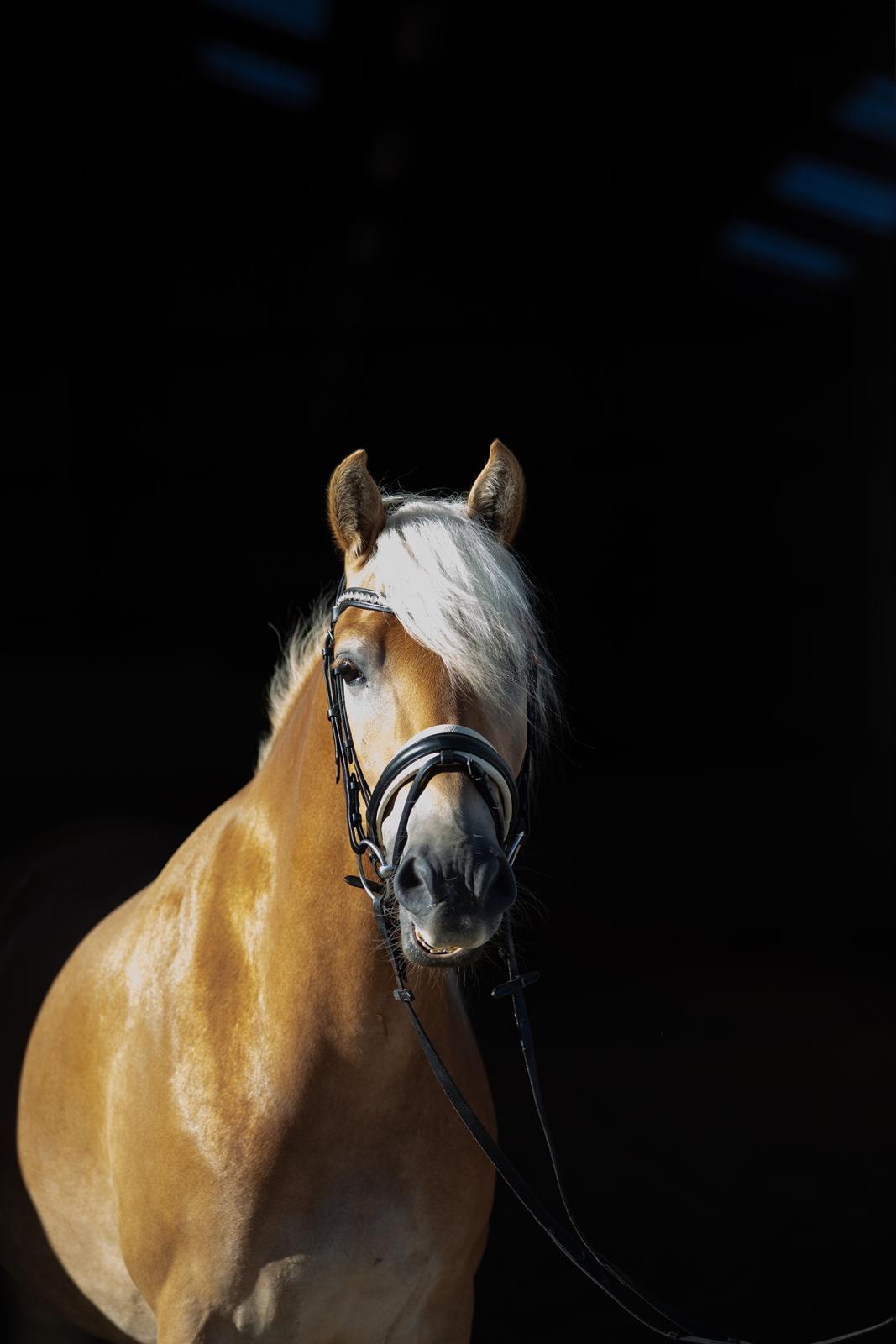 Haflinger Amazing star af lykkegaard billede 4