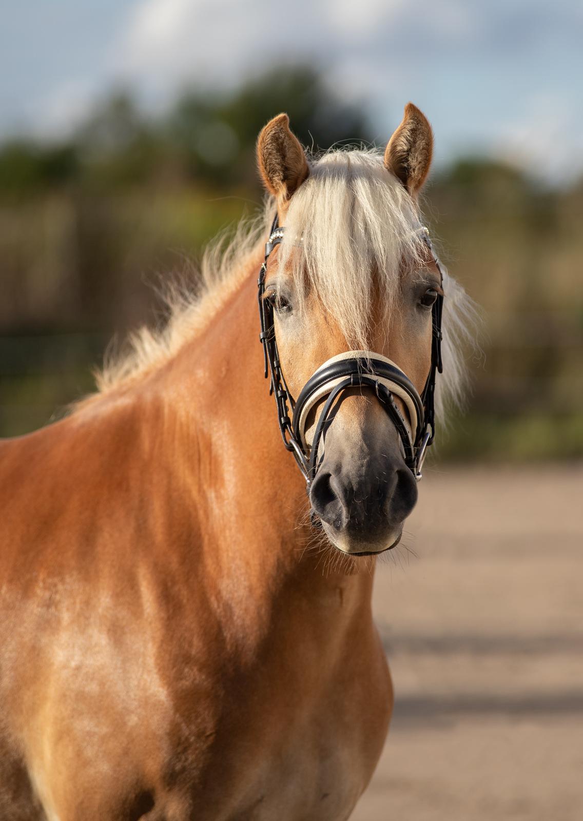 Haflinger Amazing star af lykkegaard billede 5