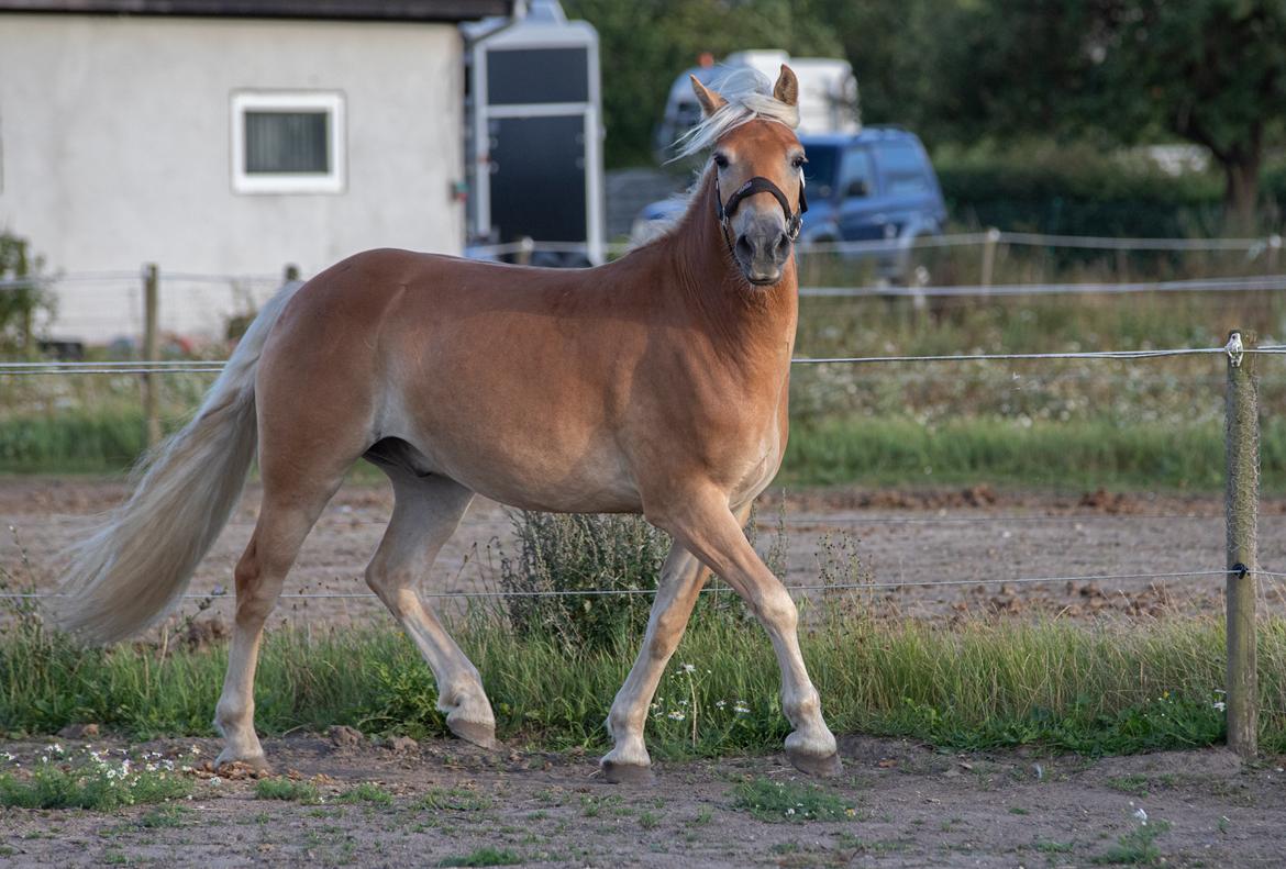 Haflinger Amazing star af lykkegaard billede 6