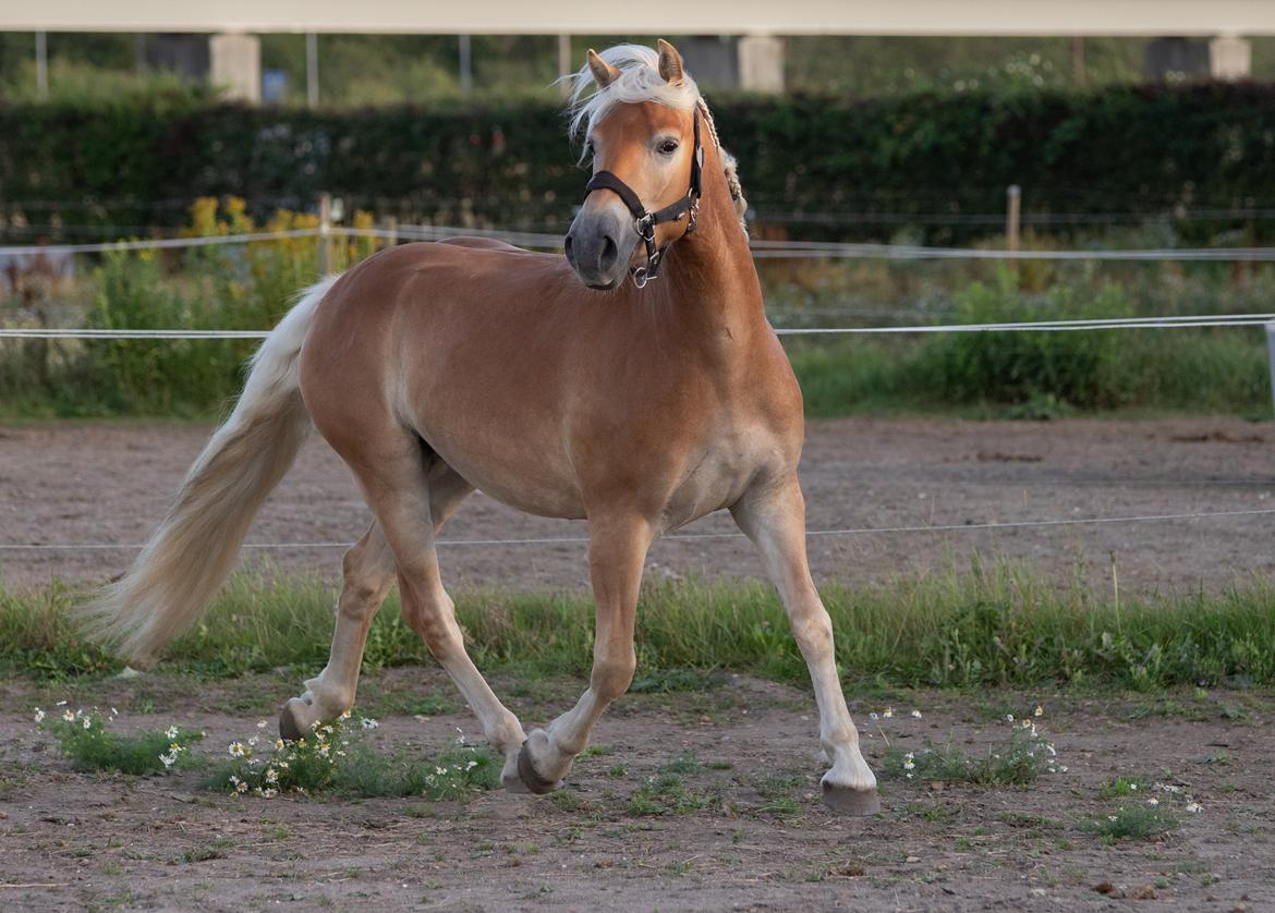 Haflinger Amazing star af lykkegaard billede 7