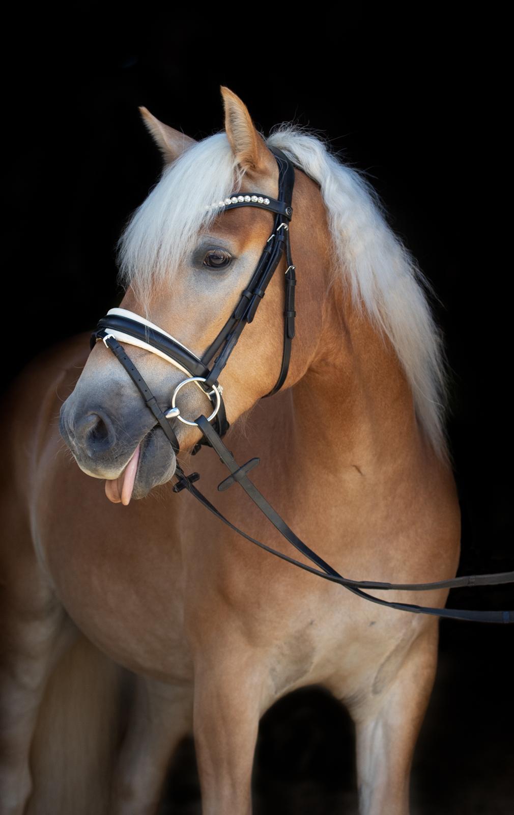 Haflinger Amazing star af lykkegaard billede 3