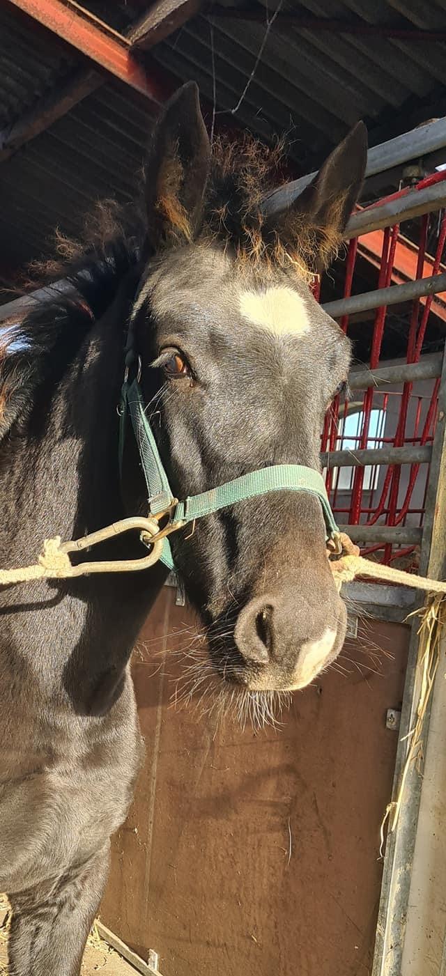 Oldenborg Maximus Af Vrist billede 4