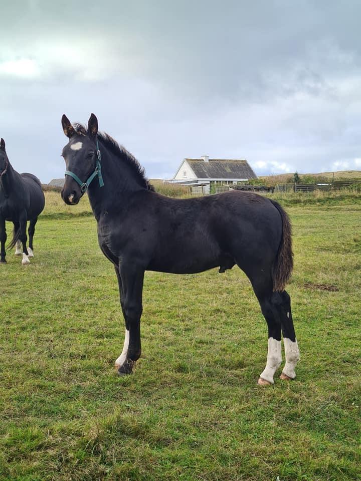 Oldenborg Maximus Af Vrist - Velkommen til Maximus Af Vrist profil billede 1