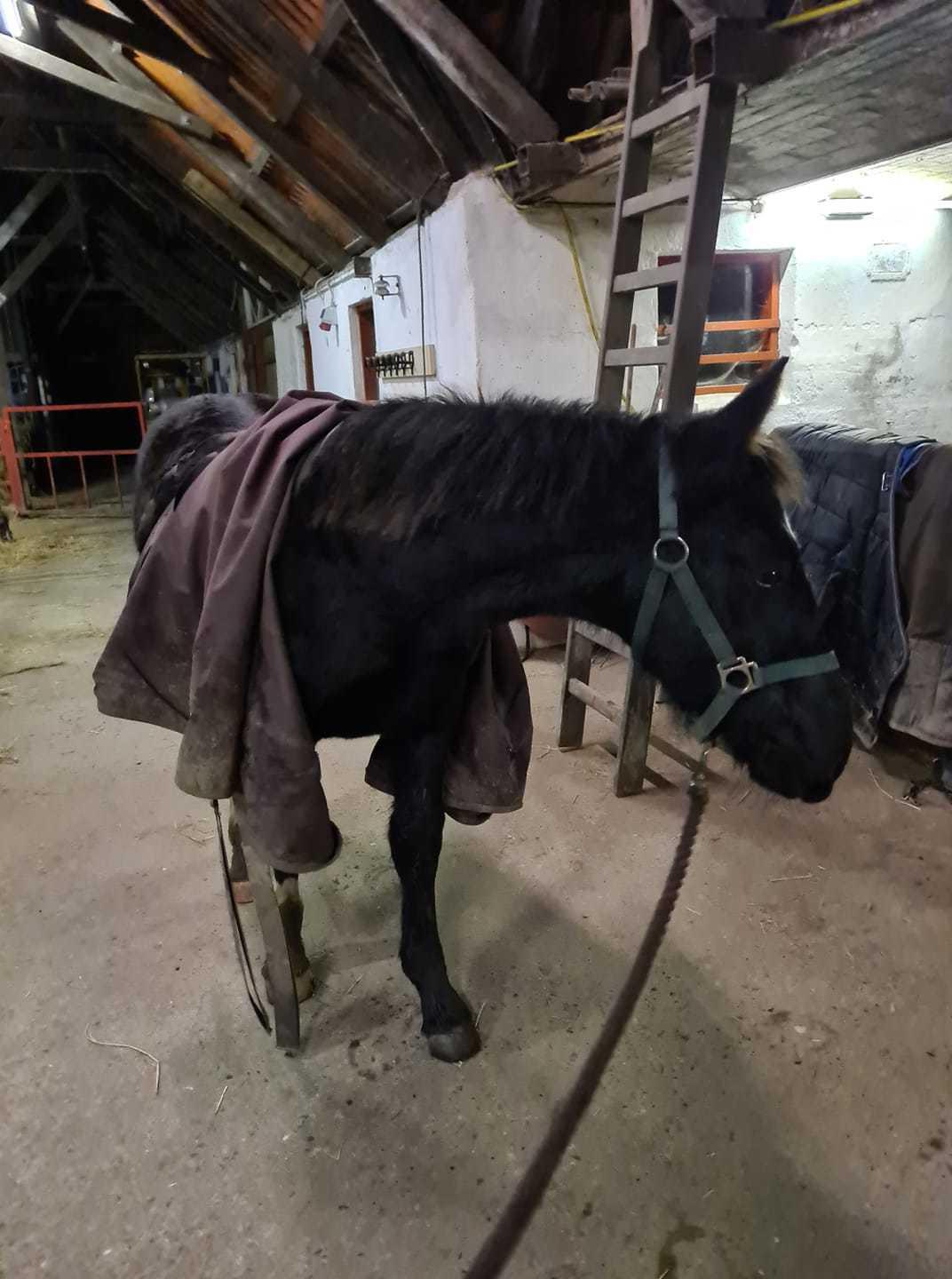 Oldenborg Maximus Af Vrist - Første gang med regndækken, som er min Irish cob's :) billede 9