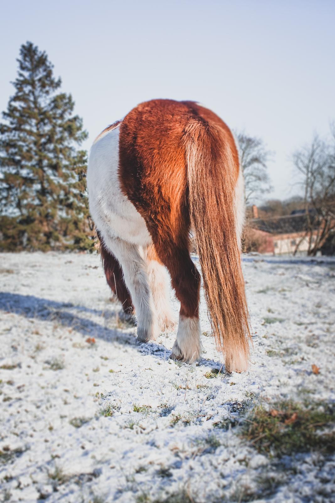 Islænder Aron fra Granhøjgaard billede 7