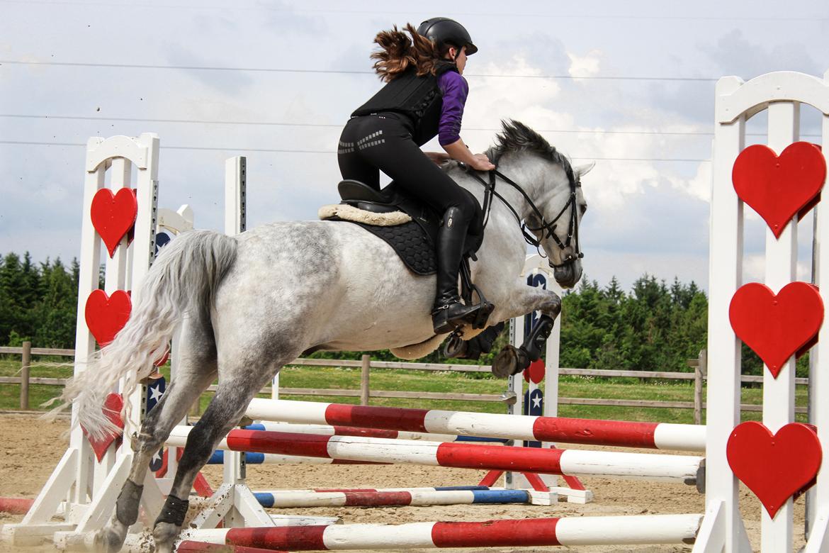 Tysk Sportspony Prince Vincent billede 14