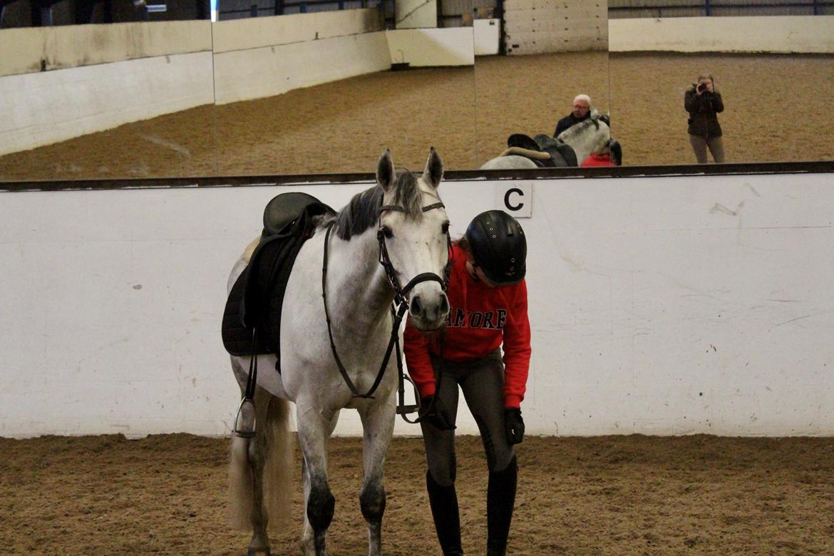 Tysk Sportspony Prince Vincent billede 17