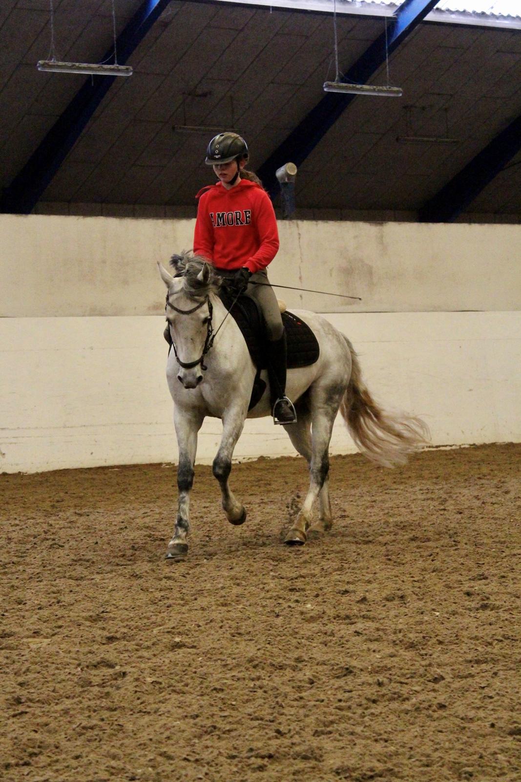 Tysk Sportspony Prince Vincent billede 16