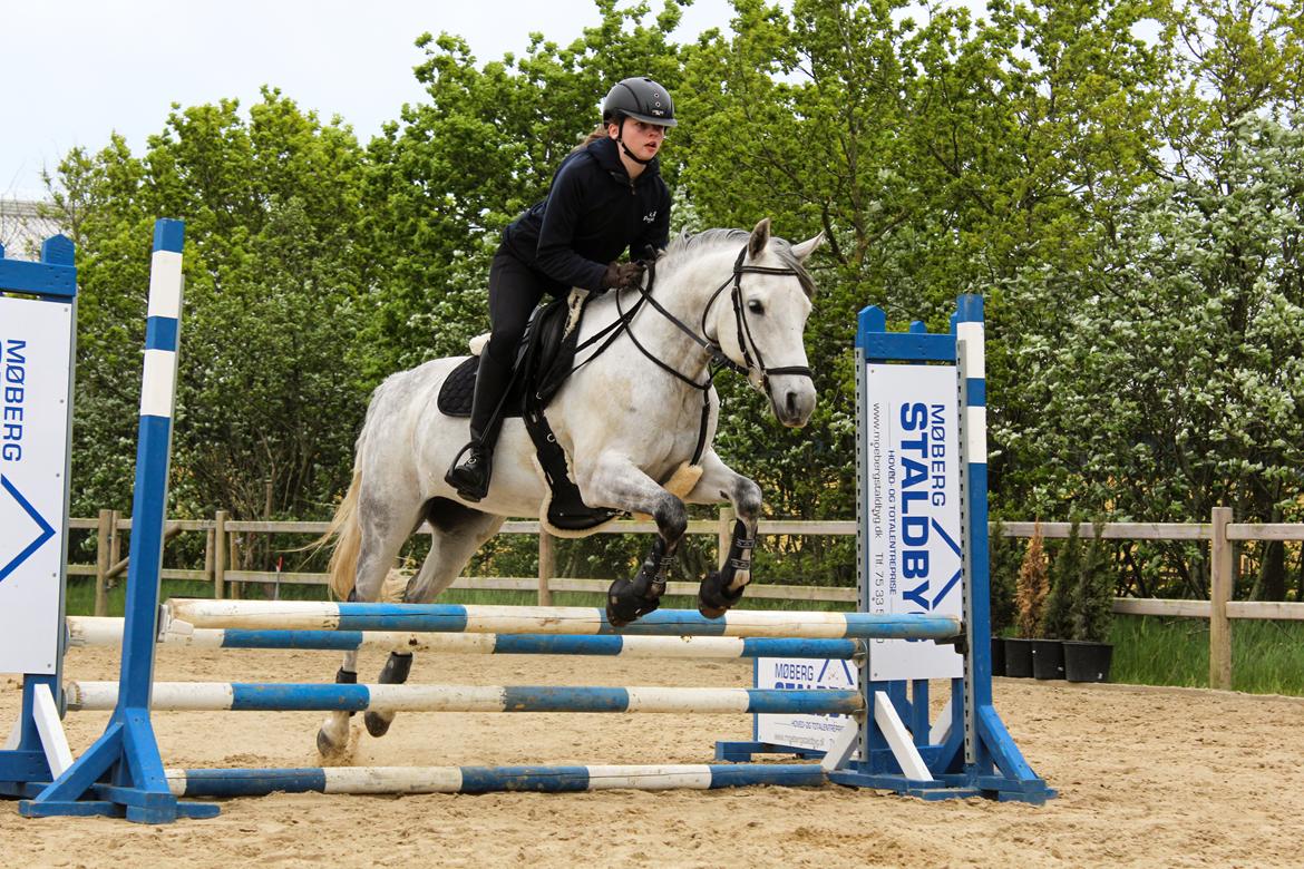 Tysk Sportspony Prince Vincent billede 18