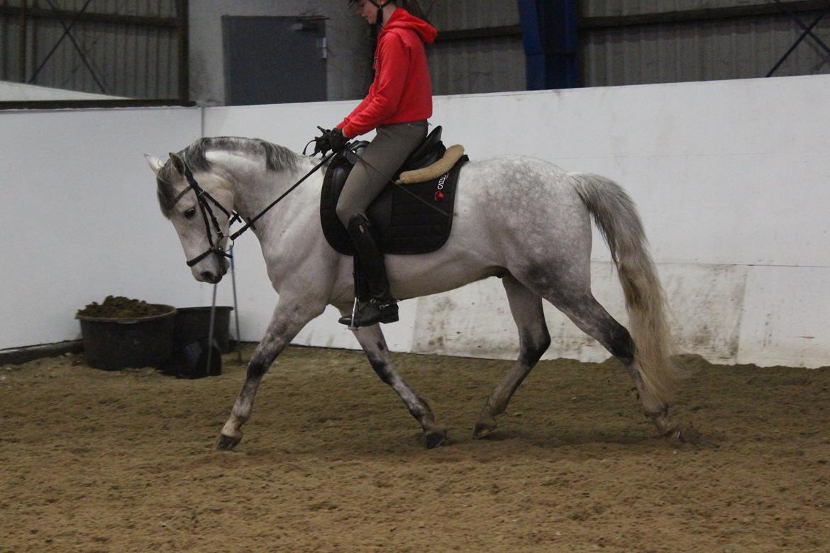 Tysk Sportspony Prince Vincent billede 15