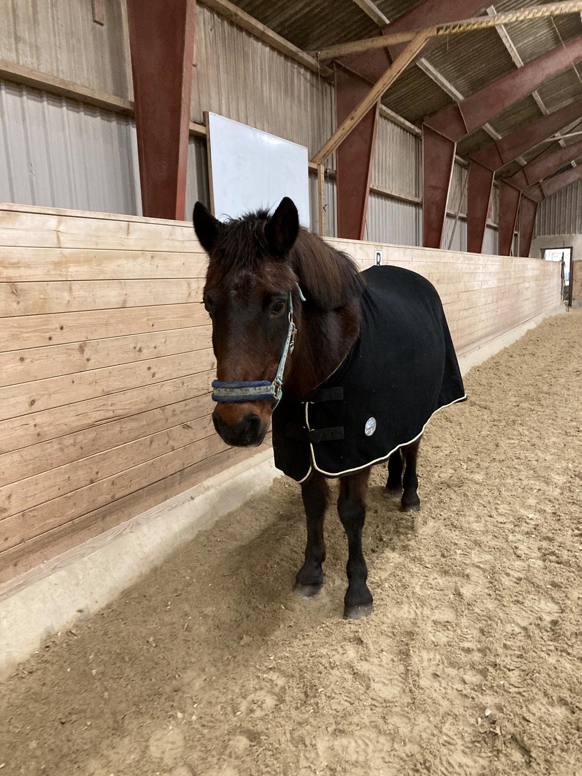 DSP Bandit billede 1