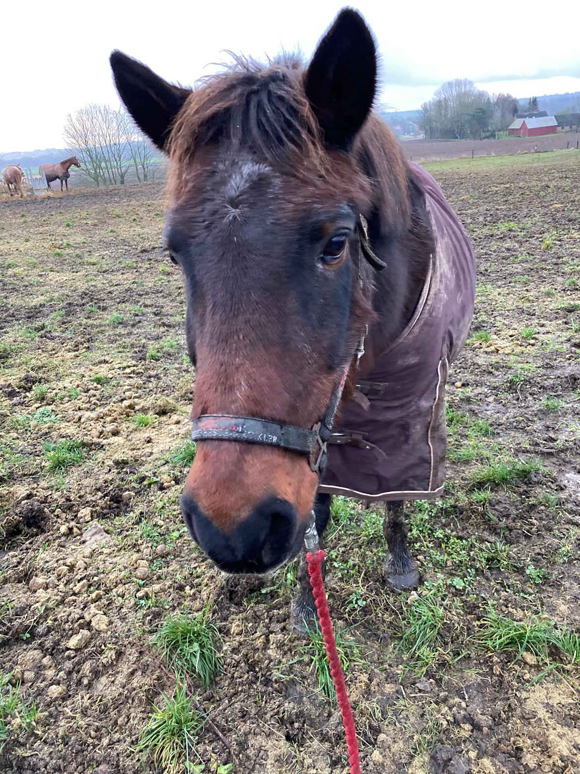 DSP Bandit billede 3