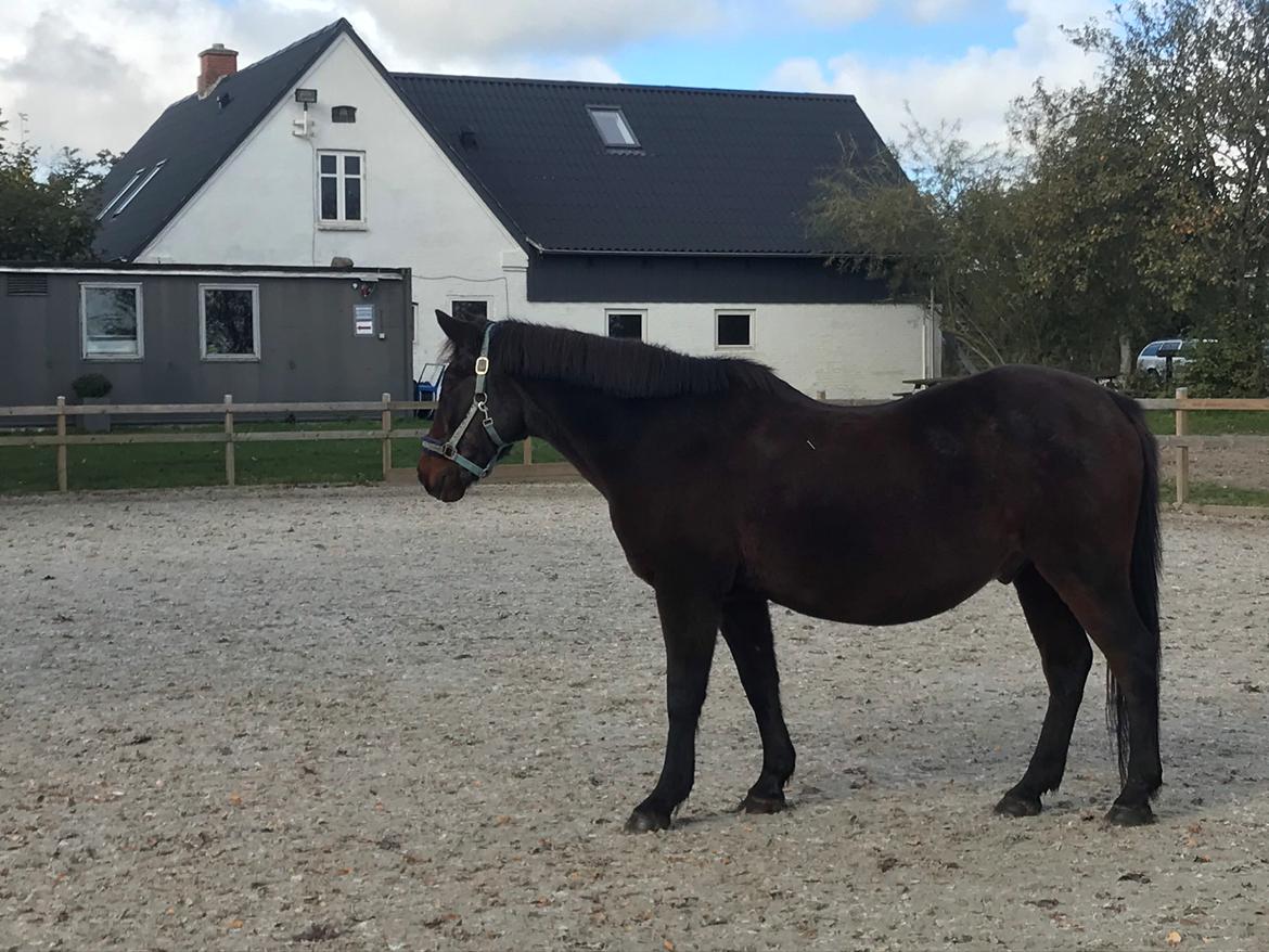 DSP Bandit billede 4