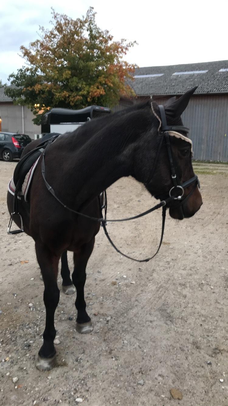 DSP Bandit billede 6