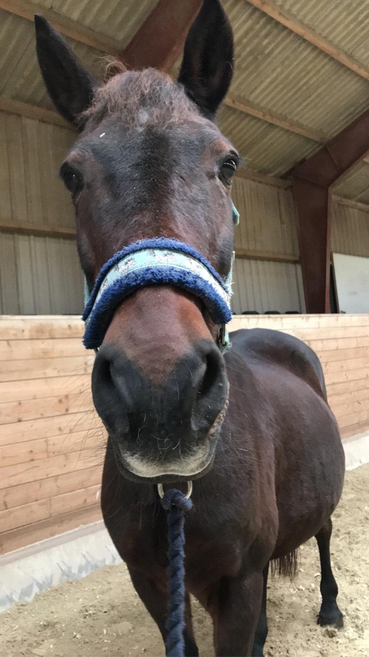 DSP Bandit billede 7