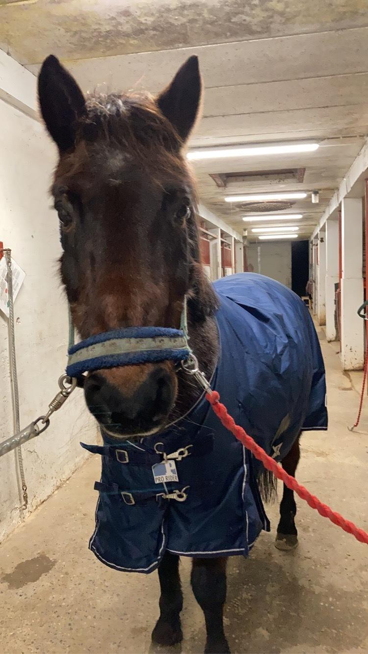 DSP Bandit billede 2